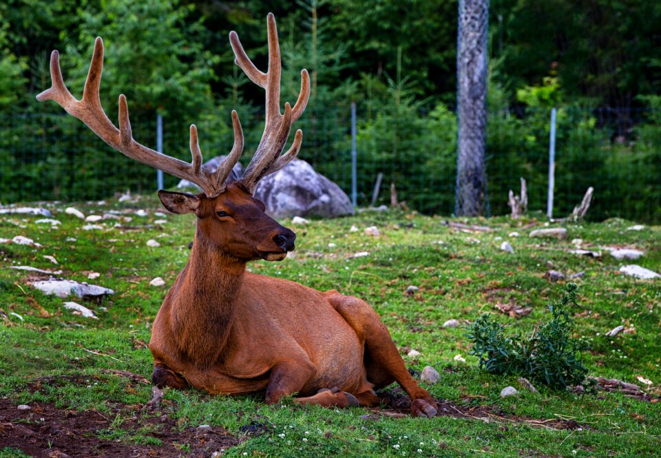 Plume animals nature