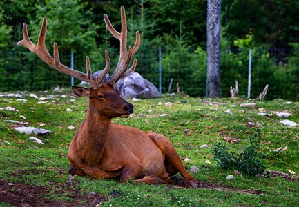 Plume animals nature