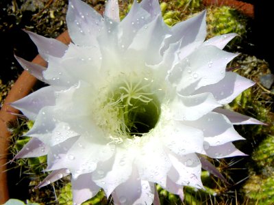 Ceres