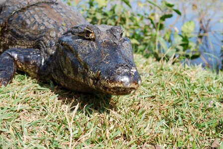 Mato grosso brazil reptile