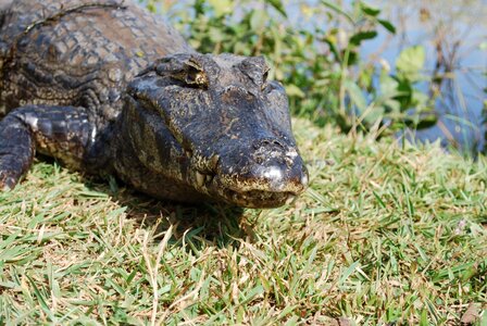 Mato grosso brazil reptile photo