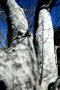 Sycamore Duality