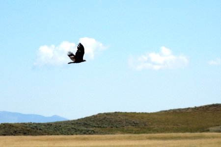 Wildlife101.tif