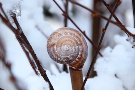 Ice snail shell