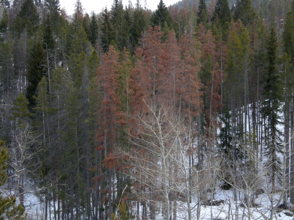 Trees59