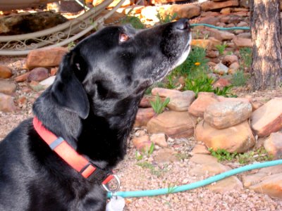 Sniffing About