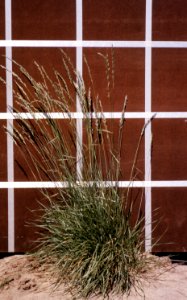 Grass16.tif
