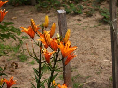 Nature plant summer plants