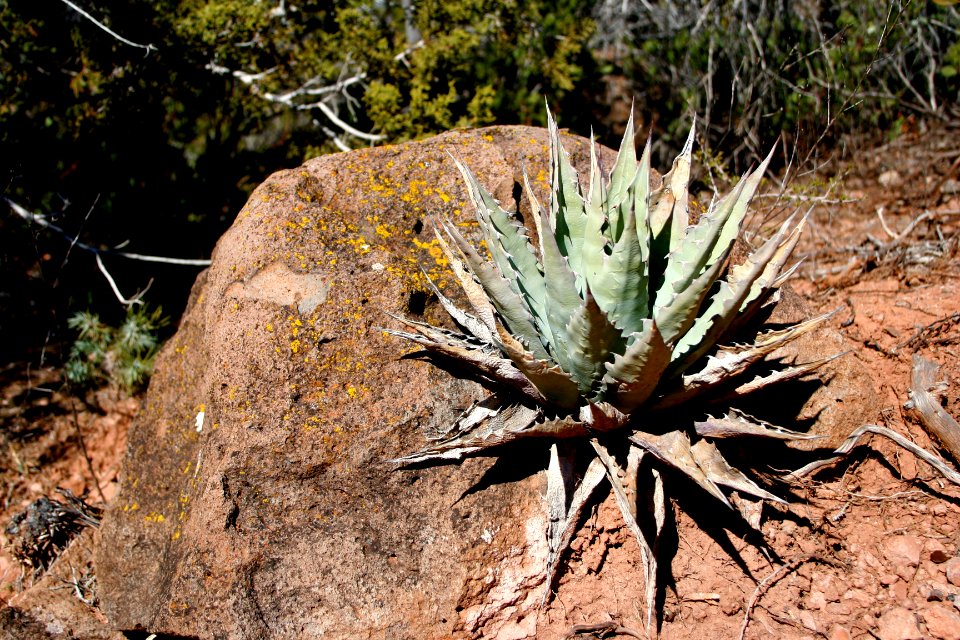 Growing on a Rock