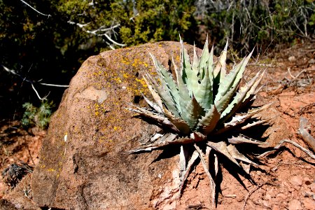 Growing on a Rock