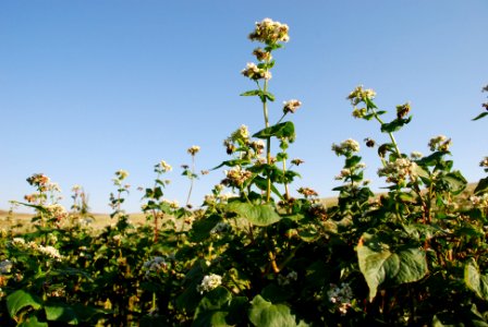 Crops119