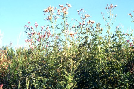 Weeds36.tif