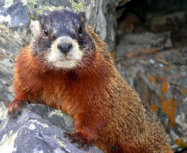 Portrait wild rodent