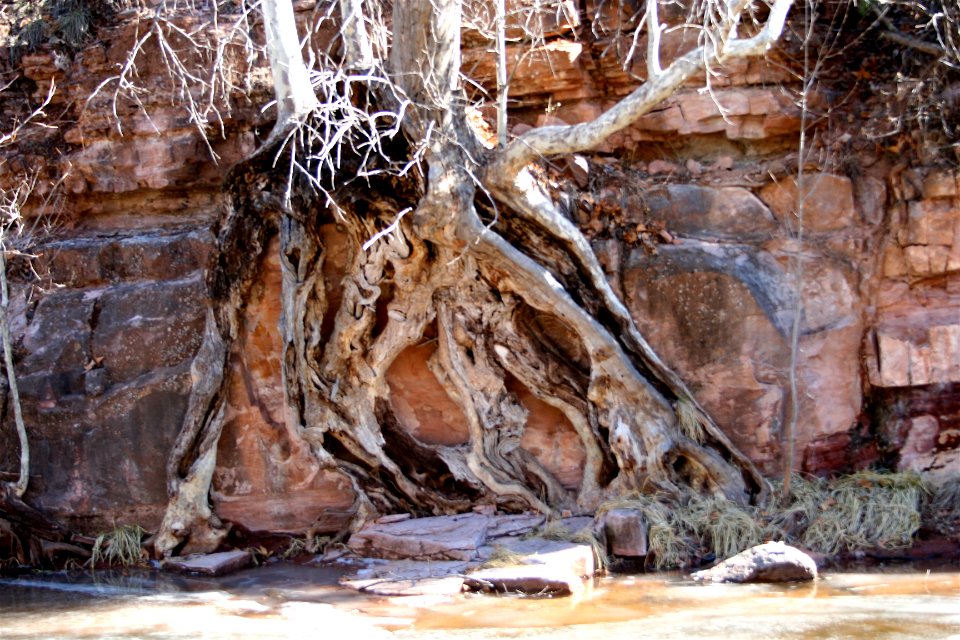 Extensive, Determined Root System