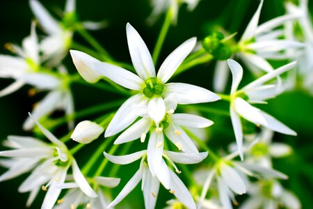 Spring white forest