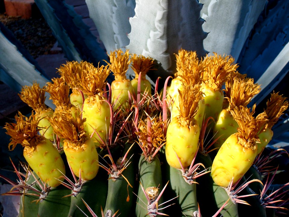 Barrel Cactus Bllooms