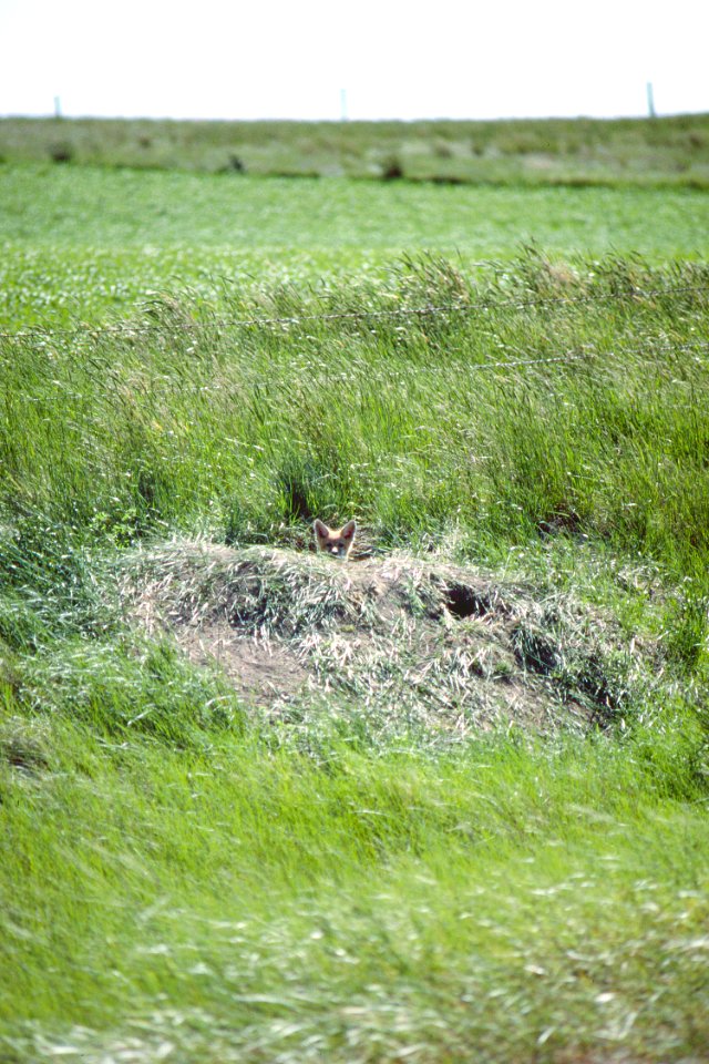 Wildlife37.tif