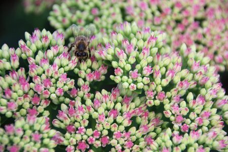 Stonecrop red wasp
