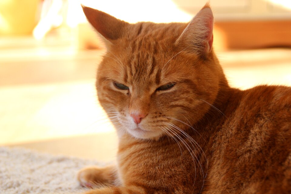 Domestic cat animal portrait