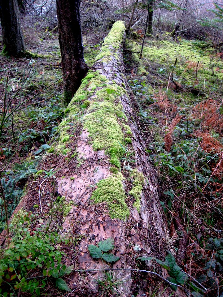 Mossy One