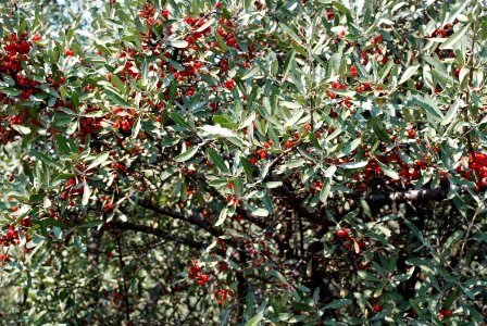 Plants66