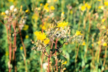 Weeds09.tif