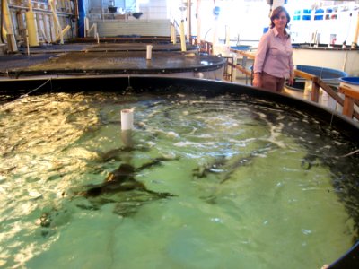 Bigger Tank, Bigger Fish