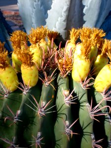 Barrel Cactus and Agave
