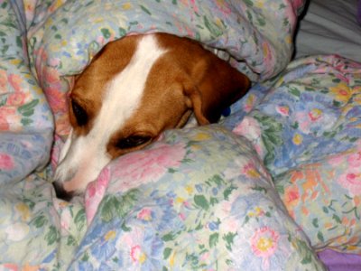 Fresa in a Blanket