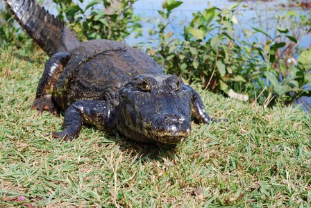 Mato grosso brazil reptile