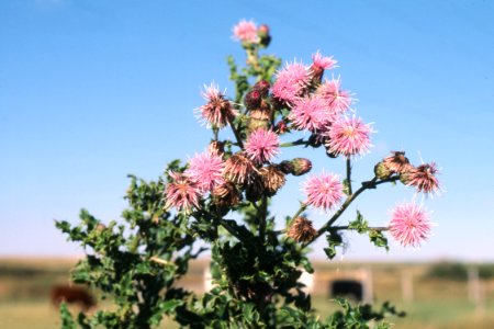 Weeds30.tif