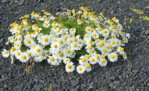 Blossom bloom landscape