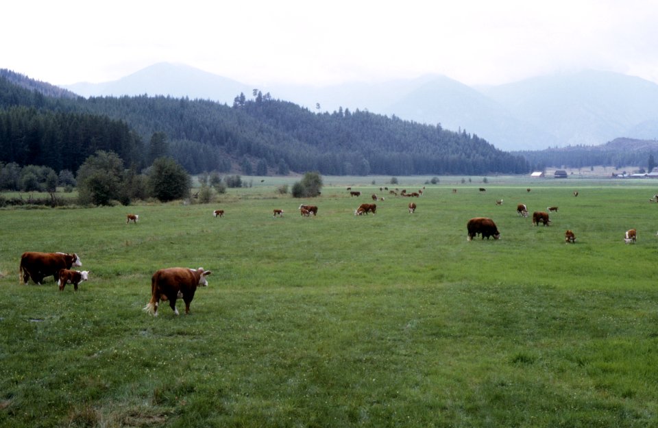 Pasture02.tif