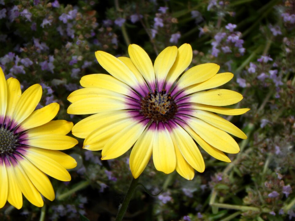 Garden nature blossom