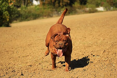 Dog mastiffs animal