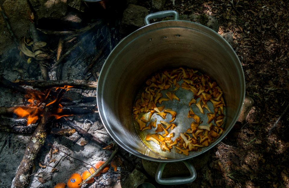 chanterelle casserole
