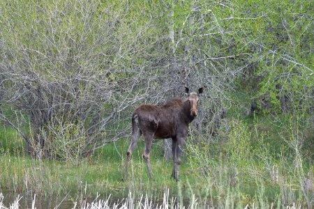 wildlife210