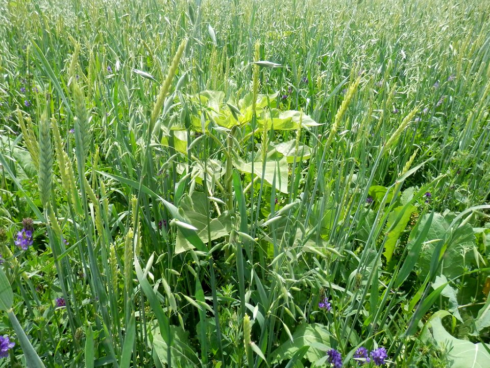 Cover Crops RO 26-XL