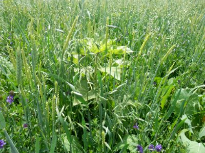 Cover Crops RO 26-XL