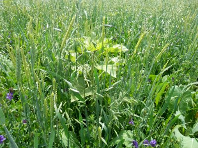 Cover Crops RO 26-XL photo