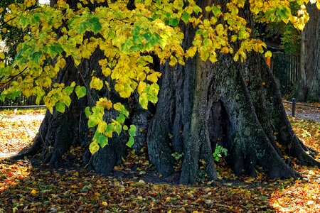 Nature tree tree root