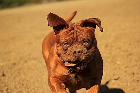 Dog mastiffs animal