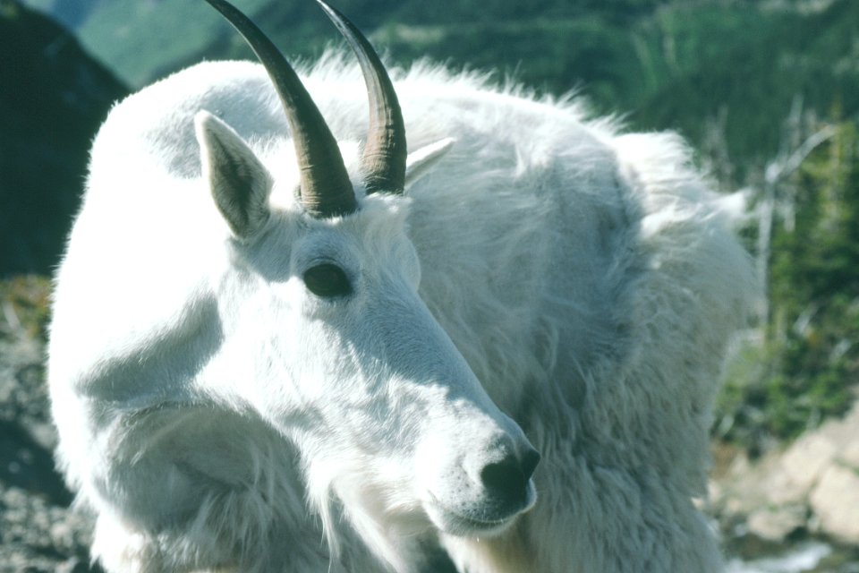 Wildlife56.tif