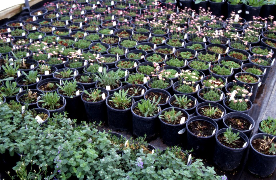 Plants12.tif