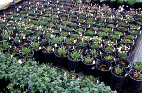 Plants12.tif