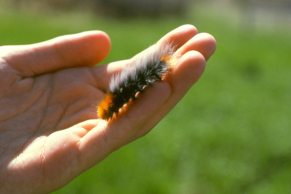 Wildlife33.tif