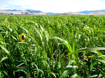 Cover Crops RO 24-XL