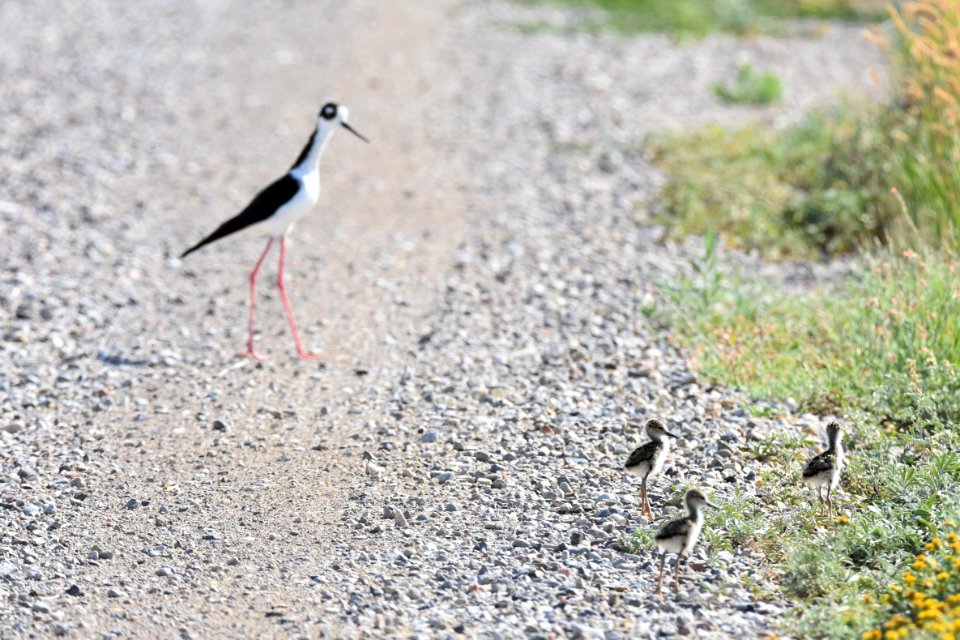wildlife224.jpg