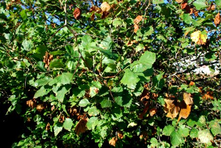 Trees103