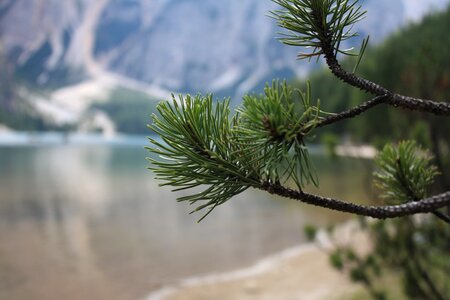 Branch pine water photo